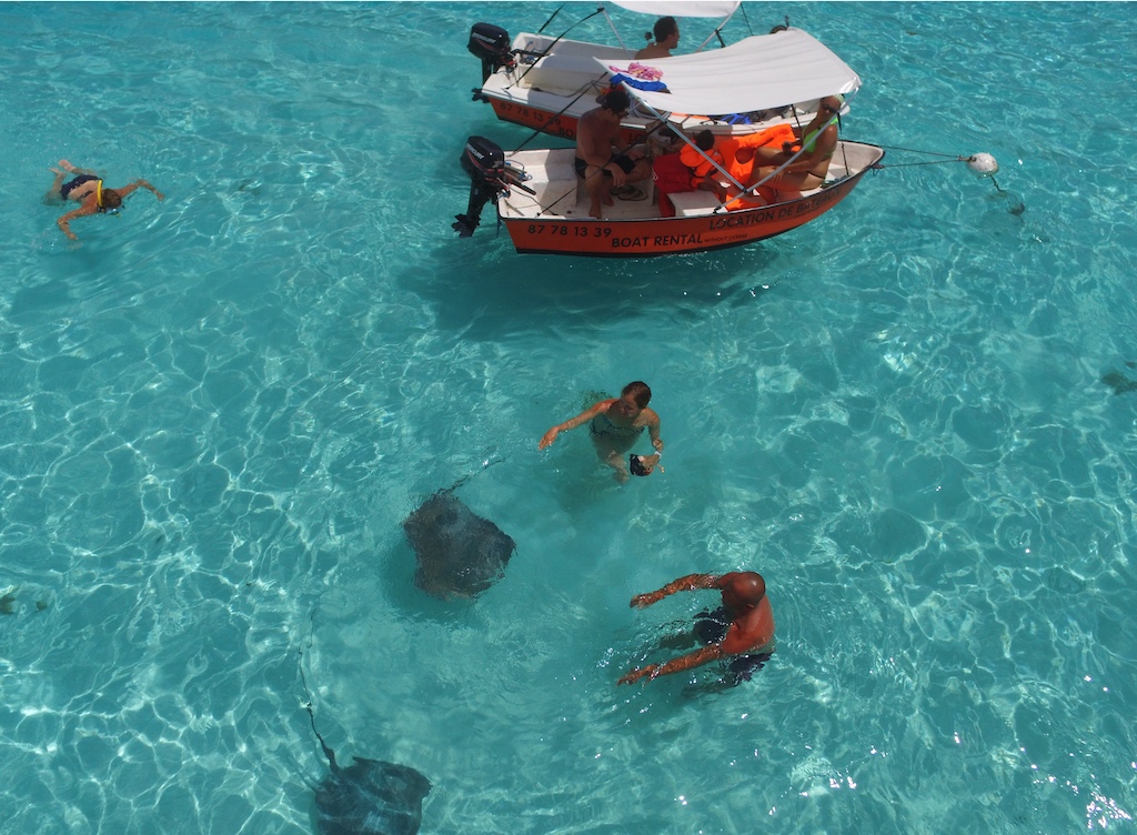 Mantarrayas en Moorea