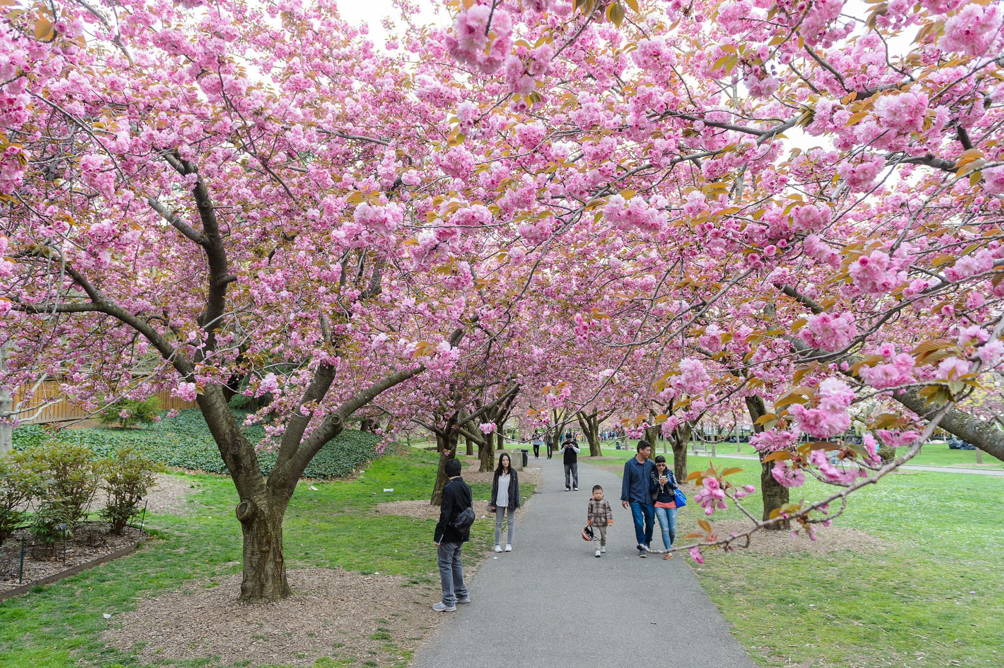 Árboles de primavera en Nueva York