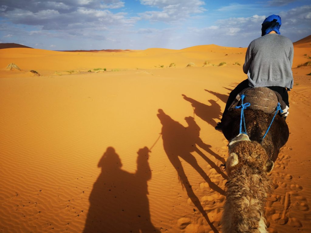 Camello o dromedario por el Sahara