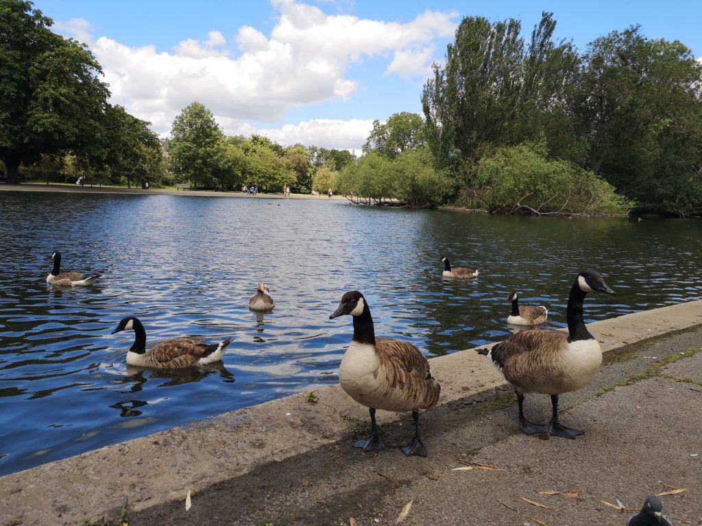 regents park duck londres