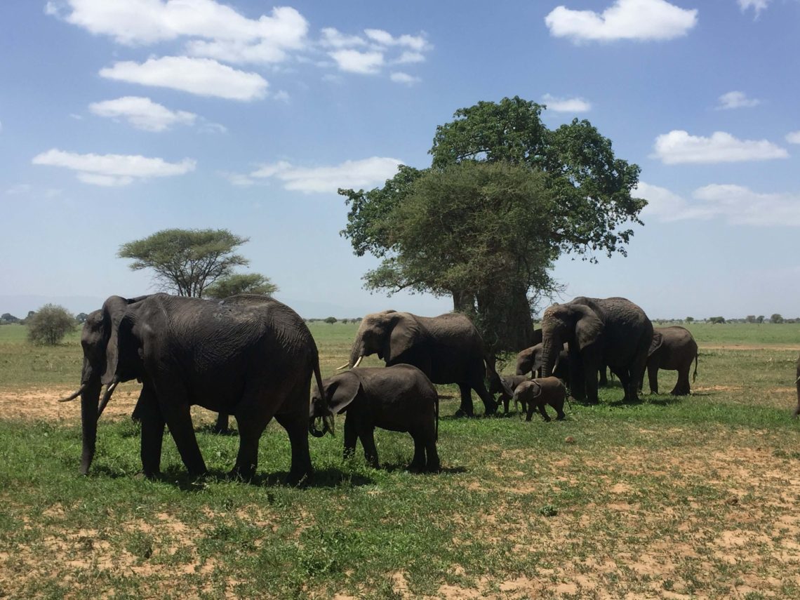 Safari en Tanzania