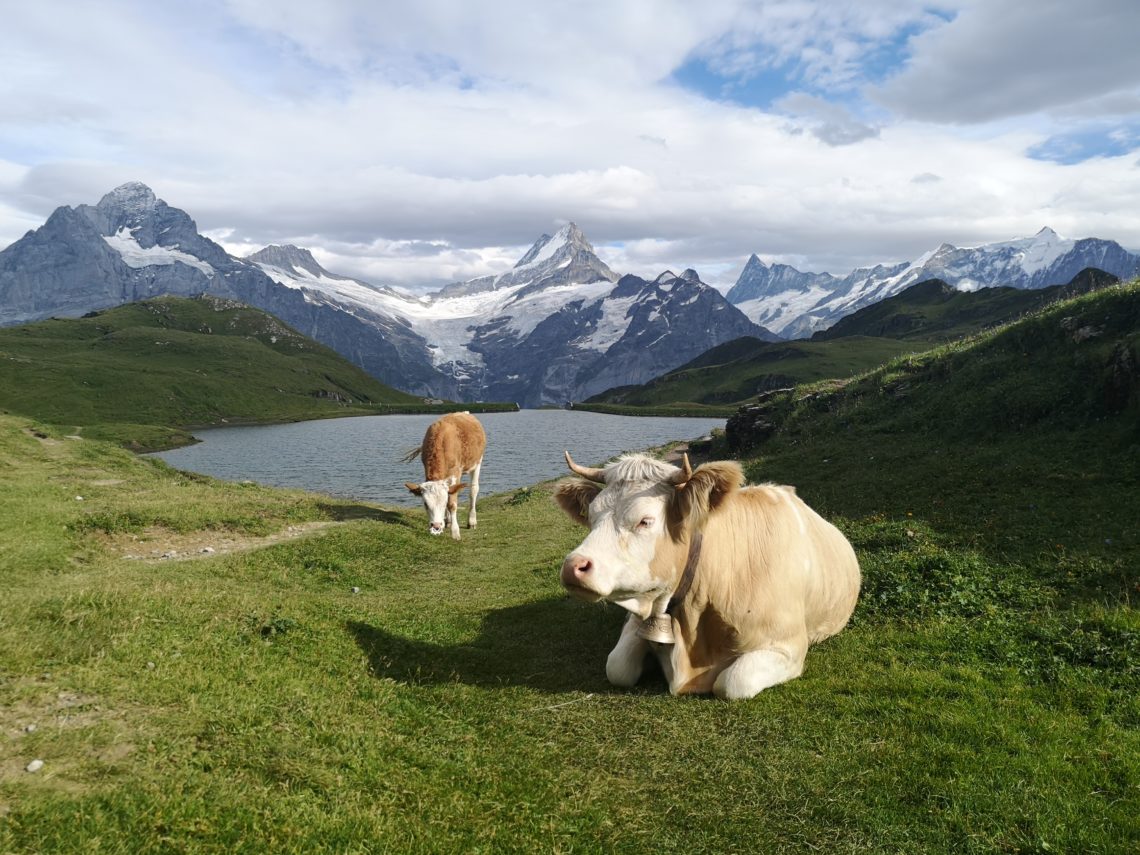 grindelwald suiza trekking vacas